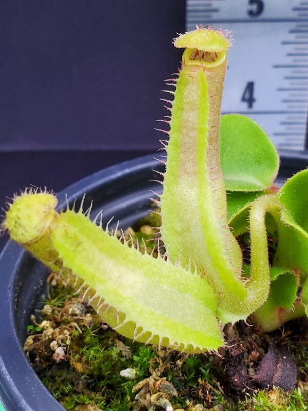 20231204_141538-r-600x801 Nepenthes truncata BE 4001