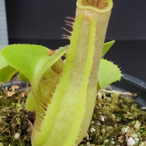 20231204_142015-R-300x300 Nepenthes truncata BE 4001
