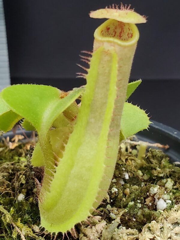 20231204_142015-R-600x801 Nepenthes truncata BE 4001