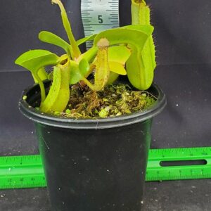 20250728_165519-R-300x300 Nepenthes truncata BE 4001