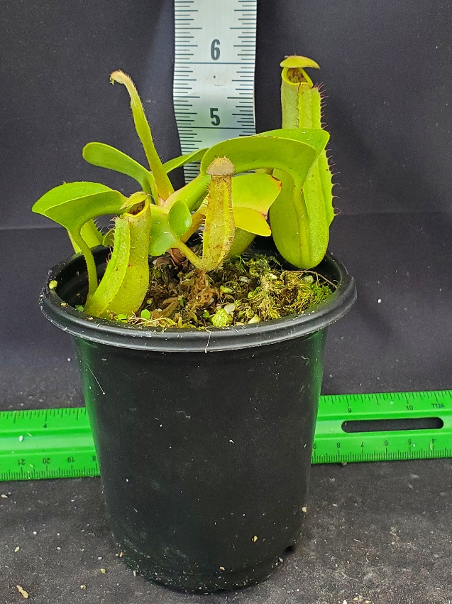 ノンフライ Nepenthes truncata BE 4001 – Bergen Water Gardens, Lotus Paradise