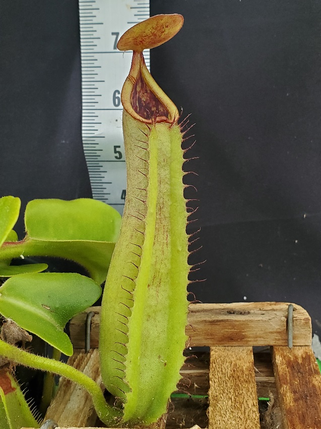 NEPENTHES 【定価:26000円】 Nepenthes glandulifera x tenuis, BE-3891 – Carnivero