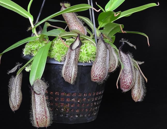 Nepenthes hamata – Lumut x Tambusisi BE 4044 – Bergen Water
