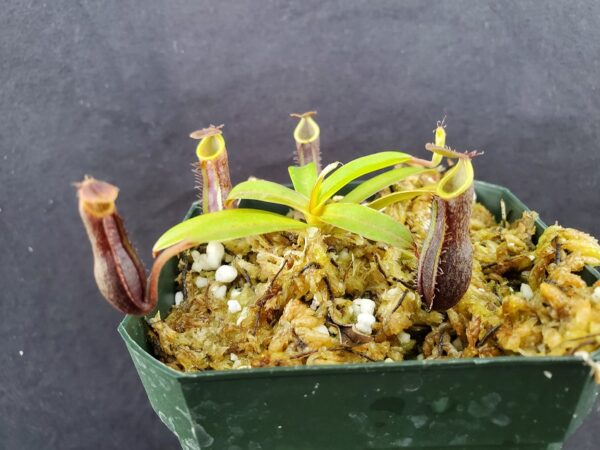 20220823_162713-R-600x450 Nepenthes mikei 'Bandahara' BE 3506