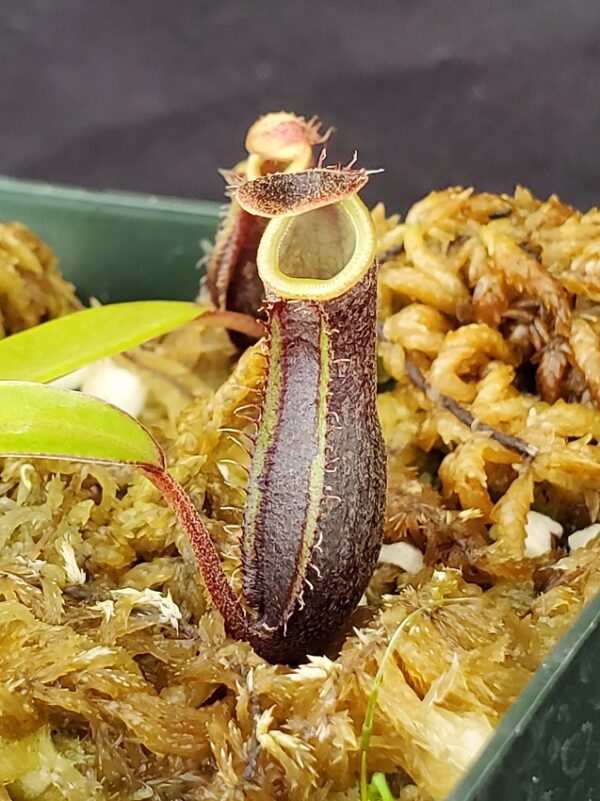 20220823_163520-r-600x801 Nepenthes mikei 'Bandahara' BE 3506