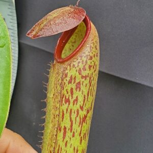 20231117_134410-Rr-300x300 Nepenthes boschiana x klossii BE 4530