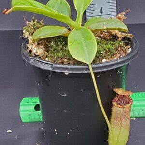 20231117_144030-R-300x300 Nepenthes sibuyanensis x lowii BE 4504