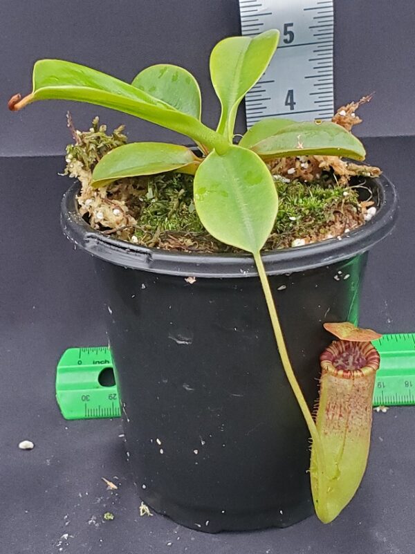 20231117_144030-R-600x801 Nepenthes sibuyanensis x lowii BE 4504