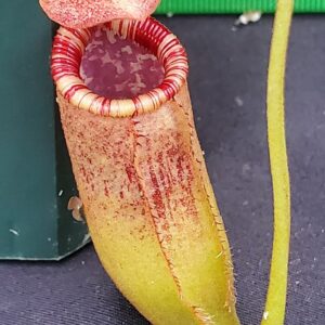 20231117_144117-R-300x300 Nepenthes sibuyanensis x lowii BE 4504