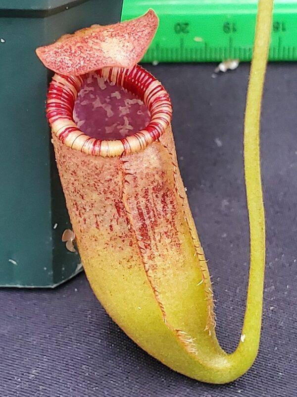 20231117_144117-R-600x801 Nepenthes sibuyanensis x lowii BE 4504