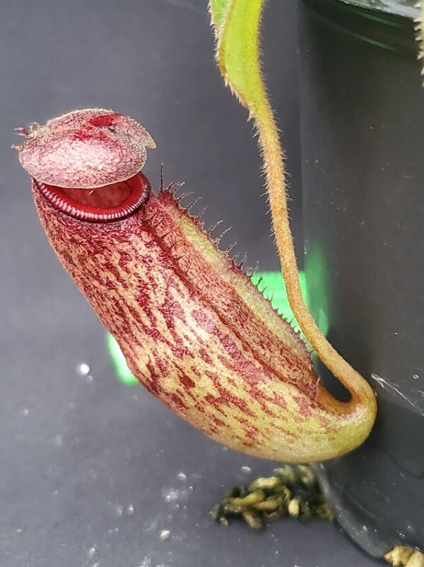 20231117_145953-R-600x801 Nepenthes rajah x klossii BE 4071