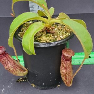 20231117_145955-R-300x300 Nepenthes rajah x klossii BE 4071