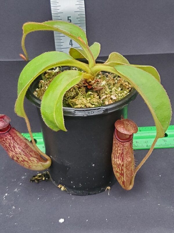 20231117_145955-R-600x801 Nepenthes rajah x klossii BE 4071