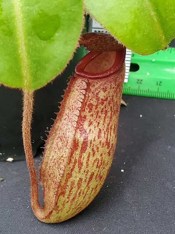 20231117_150047-R-600x801 Nepenthes rajah x klossii BE 4071