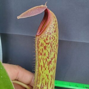 20231118_154210-R-300x300 Nepenthes boschiana x klossii BE 4530