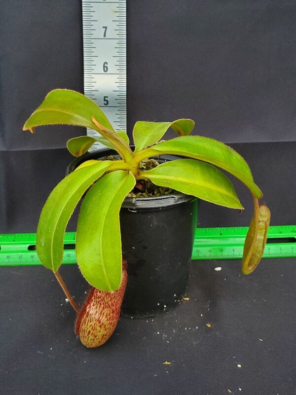 20231118_155249-R-600x801 Nepenthes rajah x klossii BE 4071
