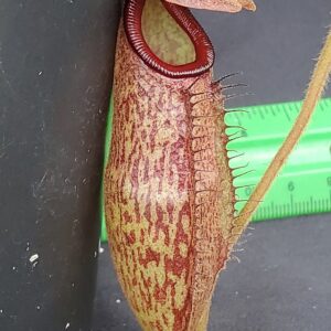 20231118_155354-R-300x300 Nepenthes rajah x klossii BE 4071
