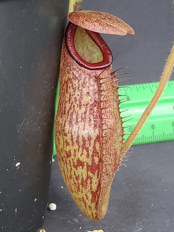 20231118_155354-R-600x801 Nepenthes rajah x klossii BE 4071