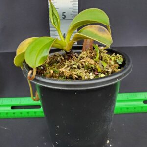 20231118_155742-R-300x300 Nepenthes rajah x lowii BE 4502
