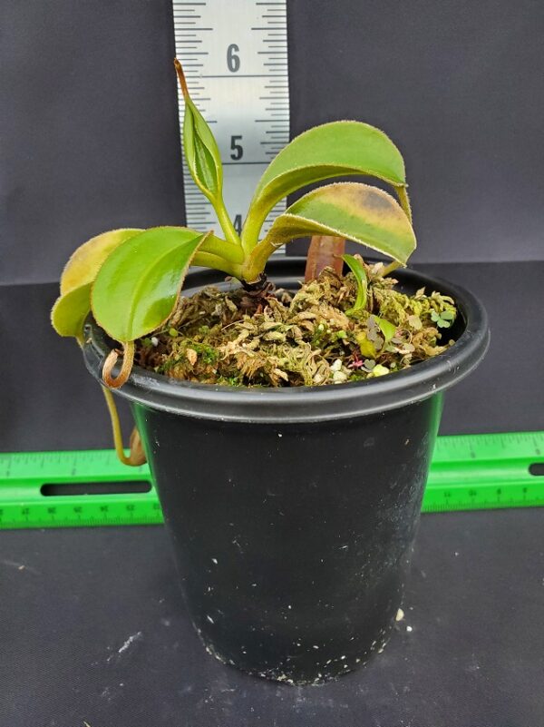 20231118_155742-R-600x801 Nepenthes rajah x lowii BE 4502