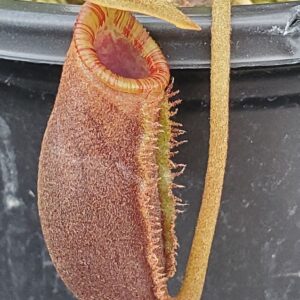 20231118_155829-R-300x300 Nepenthes rajah x lowii BE 4502