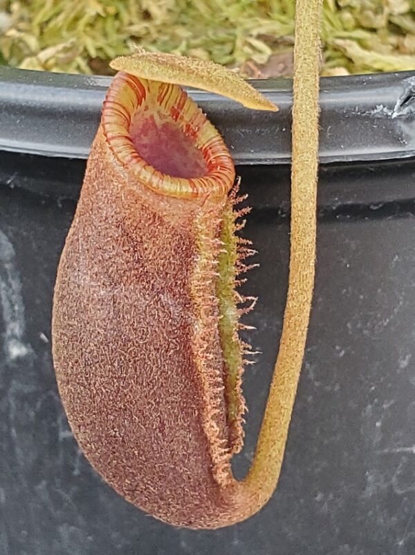 20231118_155829-R-600x801 Nepenthes rajah x lowii BE 4502