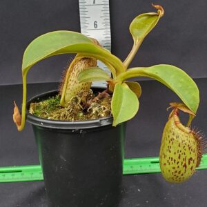 20231127_135534R-300x300 Nepenthes robcantleyi x (aristolochioides x spectabilis) BE3966