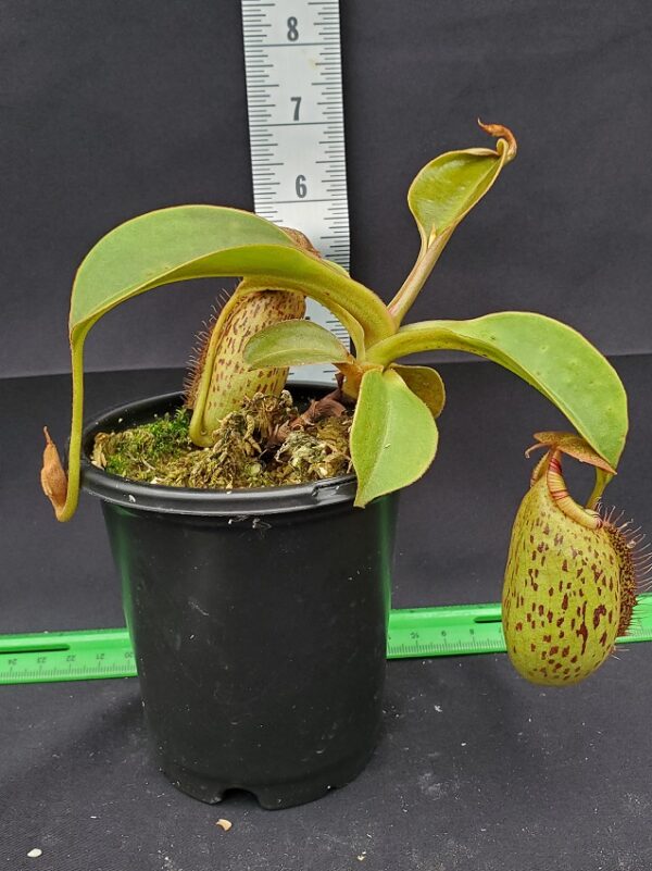 20231127_135534R-600x801 Nepenthes robcantleyi x (aristolochioides x spectabilis) BE3966