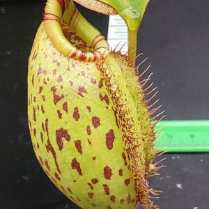 20231127_135546-R-300x300 Nepenthes robcantleyi x (aristolochioides x spectabilis) BE3966