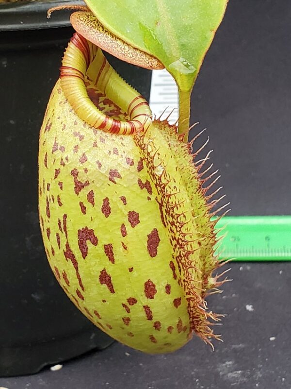 20231127_135546-R-600x801 Nepenthes robcantleyi x (aristolochioides x spectabilis) BE3966