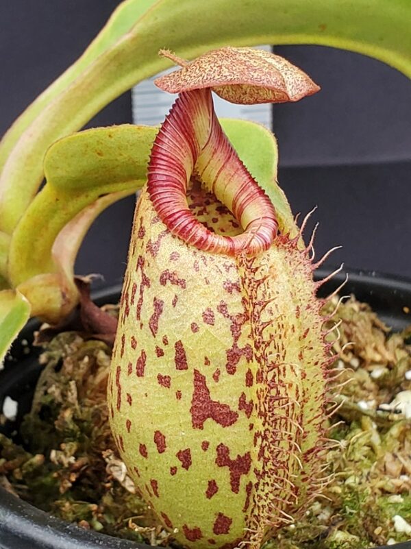 20231127_135556-R-600x801 Nepenthes robcantleyi x (aristolochioides x spectabilis) BE3966
