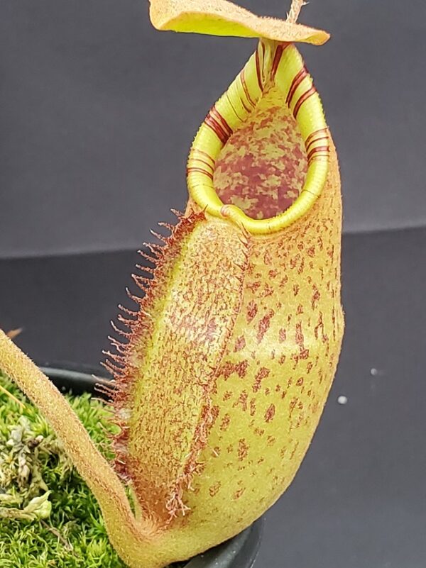20231127_135614-R-600x801 Nepenthes robcantleyi x (aristolochioides x spectabilis) BE3966