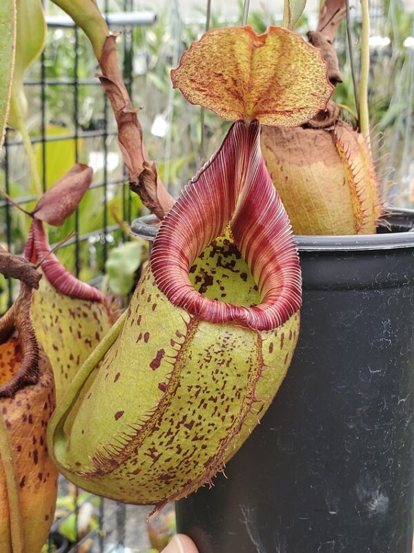 20231127_135909-R-600x801 Nepenthes robcantleyi x (aristolochioides x spectabilis) BE3966