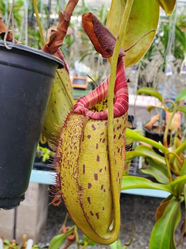 20231127_135918-R-600x801 Nepenthes robcantleyi x (aristolochioides x spectabilis) BE3966