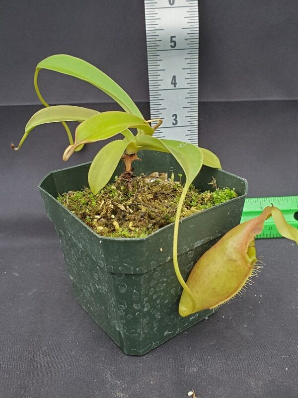 20231204_124306-R-600x801 Nepenthes ovata BE 3919