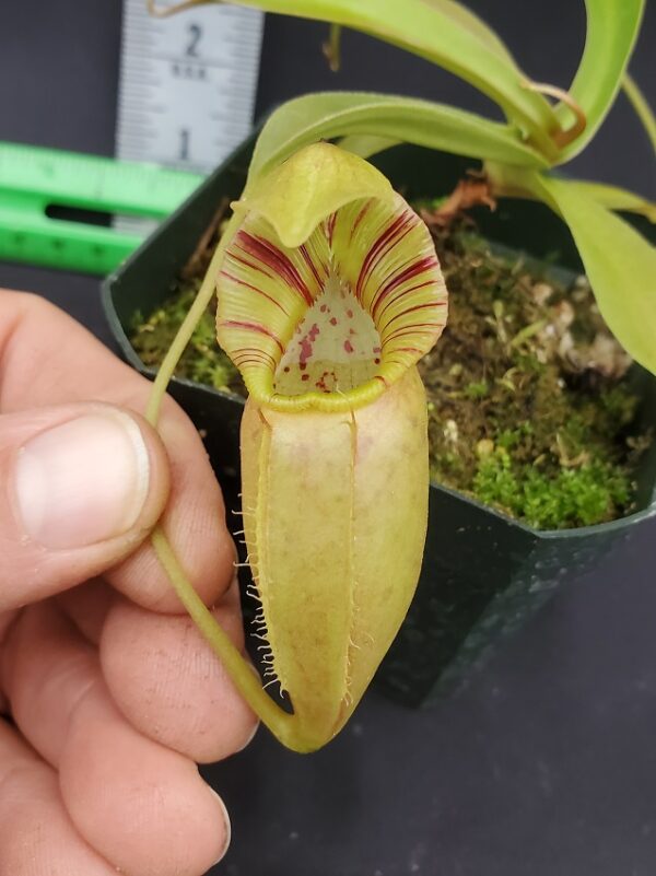 20231204_124405-R-600x801 Nepenthes ovata BE 3919