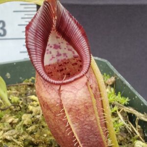 20231204_124454-r-300x300 Nepenthes ovata BE 3919