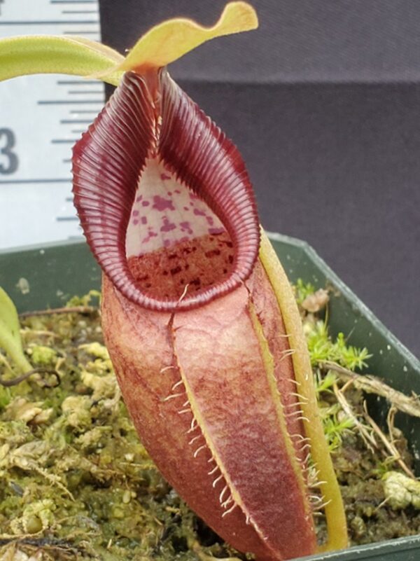 20231204_124454-r-600x801 Nepenthes ovata BE 3919