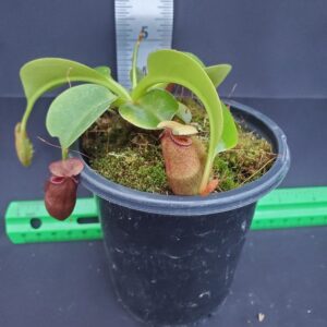 20231206_155744-R-300x300 Nepenthes villosa x robcantleyi BE 4079