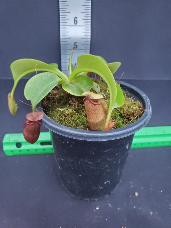 20231206_155744-R-600x801 Nepenthes villosa x robcantleyi BE 4079