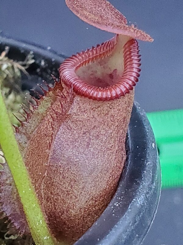 20231206_155831-R-600x801 Nepenthes villosa x robcantleyi BE 4079