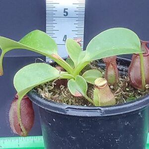 20231206_155851-r-300x300 Nepenthes villosa x robcantleyi BE 4079