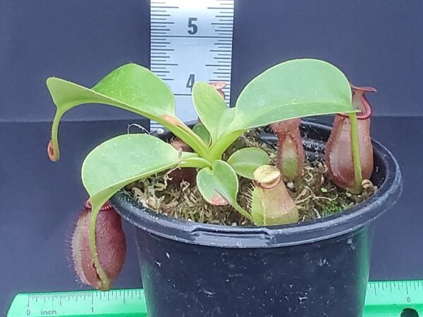 20231206_155851-r-600x450 Nepenthes villosa x robcantleyi BE 4079