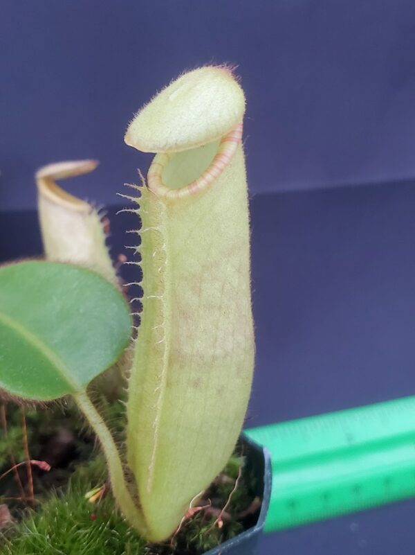 20231206_160728-R-600x801 Nepenthes chaniana x veitchii BE 3137