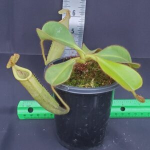 20231206_160742-R-300x300 Nepenthes chaniana x veitchii BE 3137