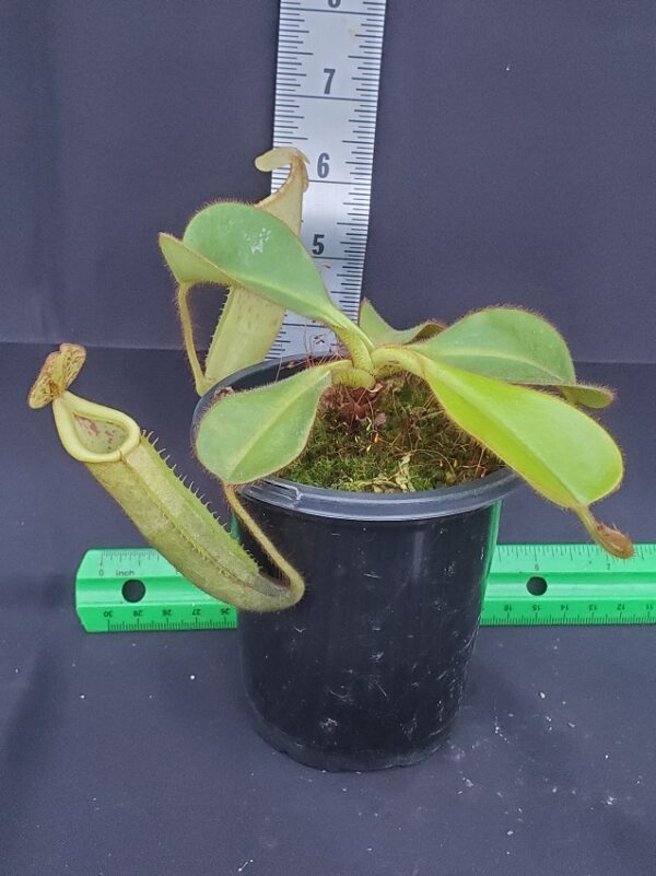 20231206_160742-R-600x801 Nepenthes chaniana x veitchii BE 3137