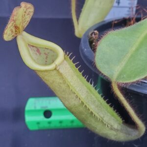 20231206_160746-R-300x300 Nepenthes chaniana x veitchii BE 3137