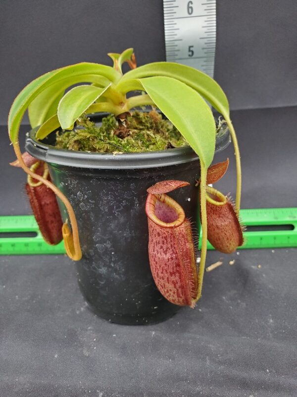 20240218_154346-R-600x801 Nepenthes spectabilis x lowii BE 4524