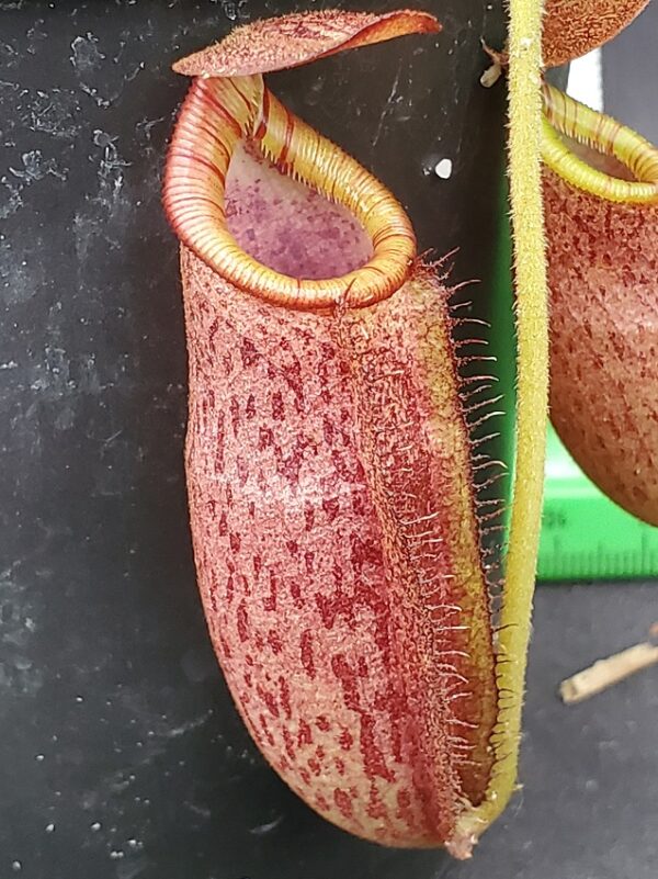 20240218_154406-R-600x801 Nepenthes spectabilis x lowii BE 4524