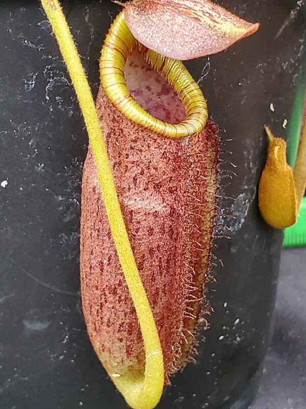 20240218_154413-R-600x801 Nepenthes spectabilis x lowii BE 4524